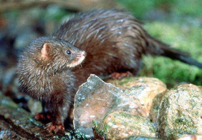 Visón europeo MITECO