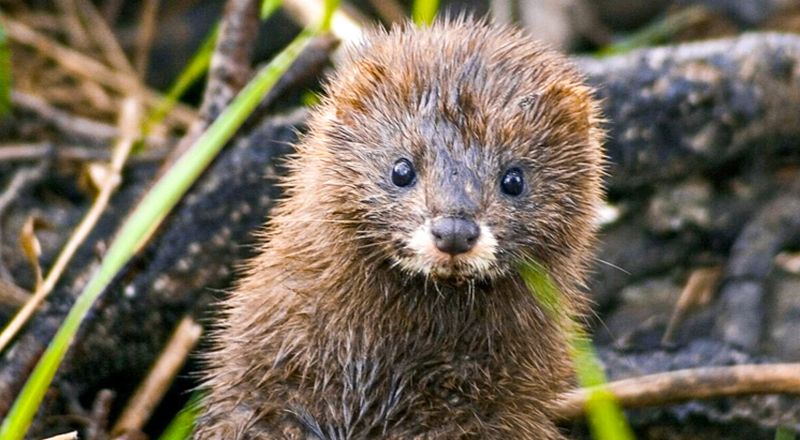 Visón europeo España