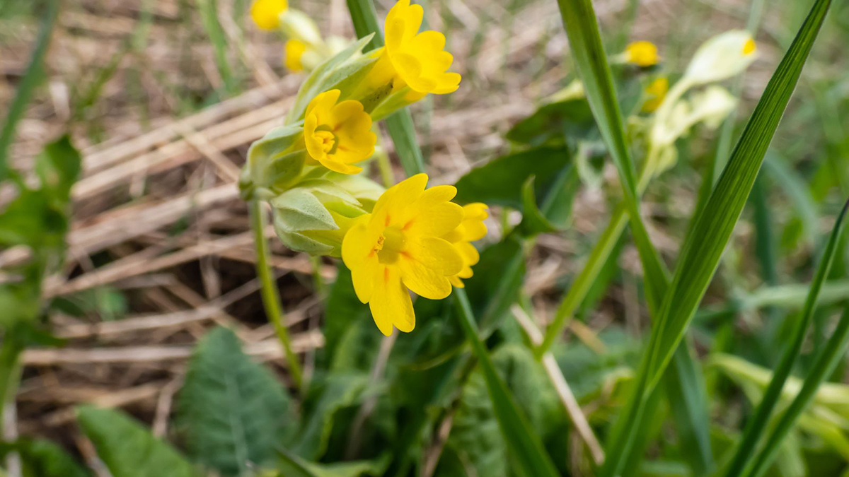 Darwin polinización