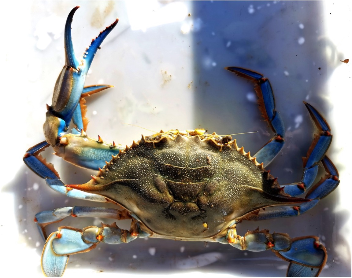 Jaiba azul especie invasora