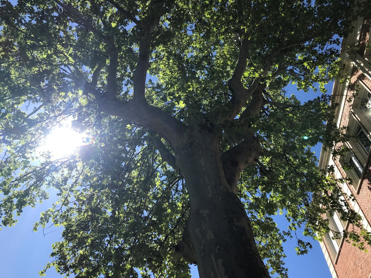 Arbolado urbano cambio climático