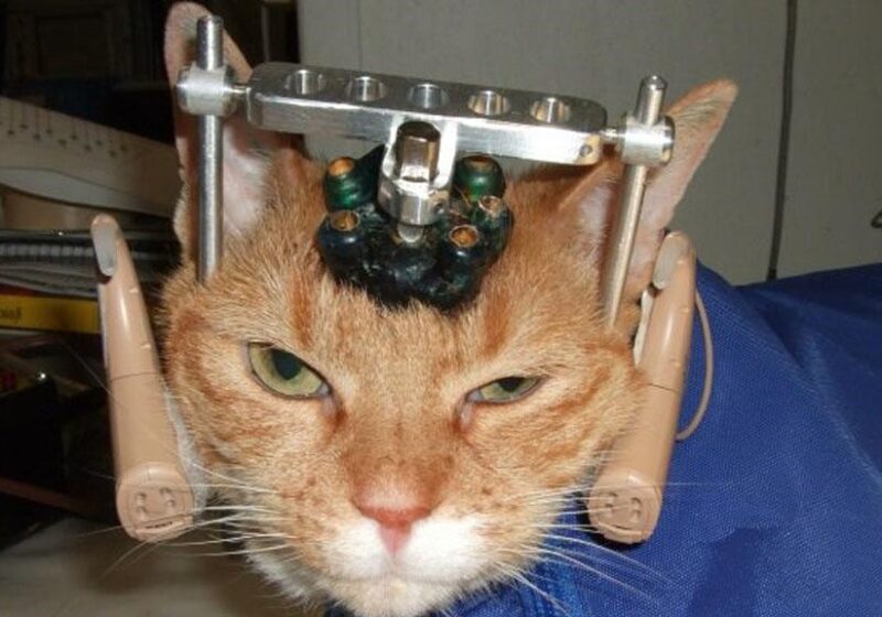 Día Mundial del Animal de Laboratorio 2024