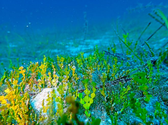 Algas tropicales Mediterráneo