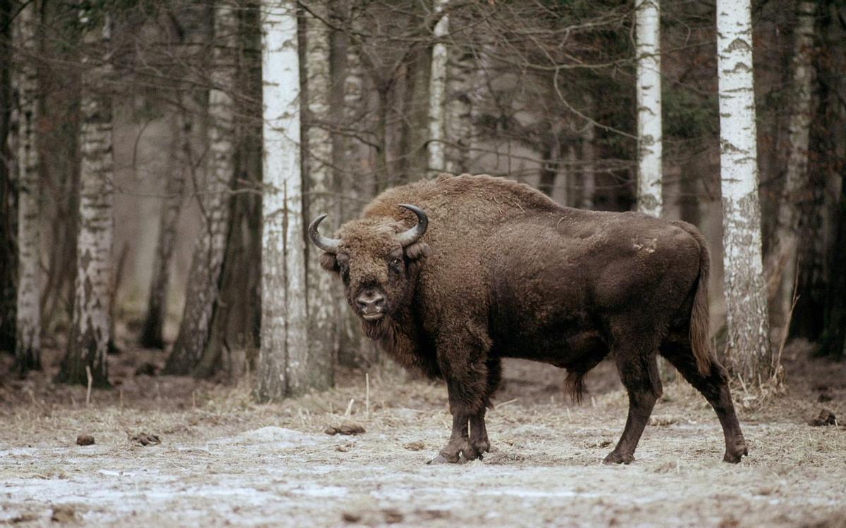 Bisontes europeos España