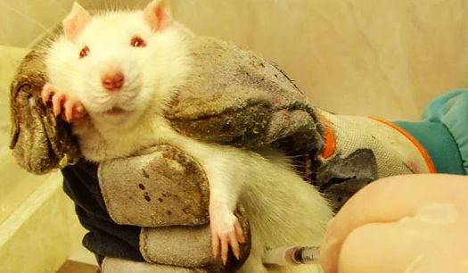 Día Mundial del Animal de Laboratorio 2024