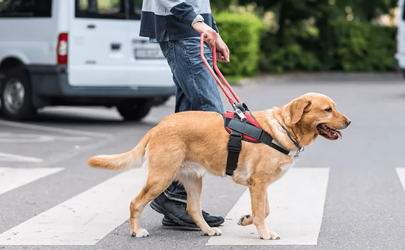 Día Internacional del Perro Guía 2024