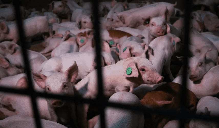 Alianza Verde macrogranjas