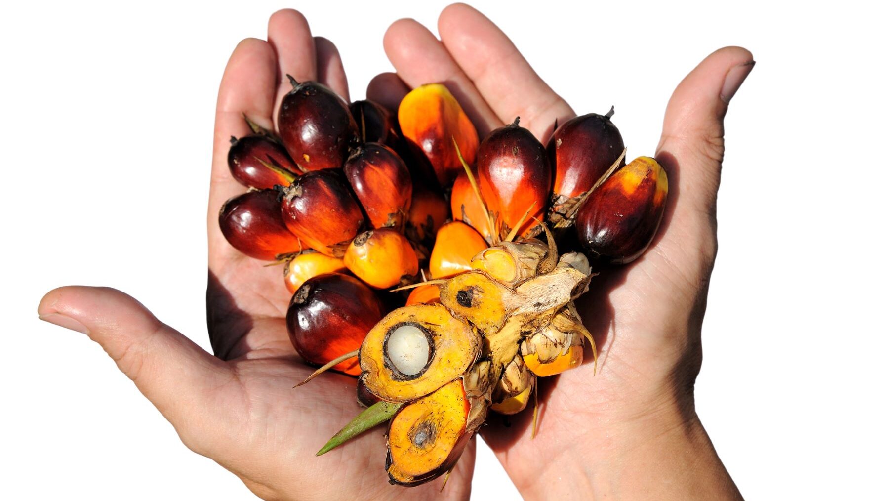 aceite de palma impactos