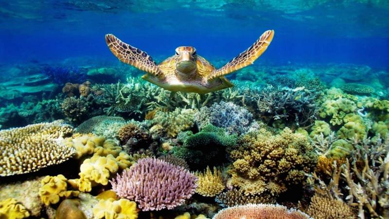 Gran Barrera de Coral cambio climático