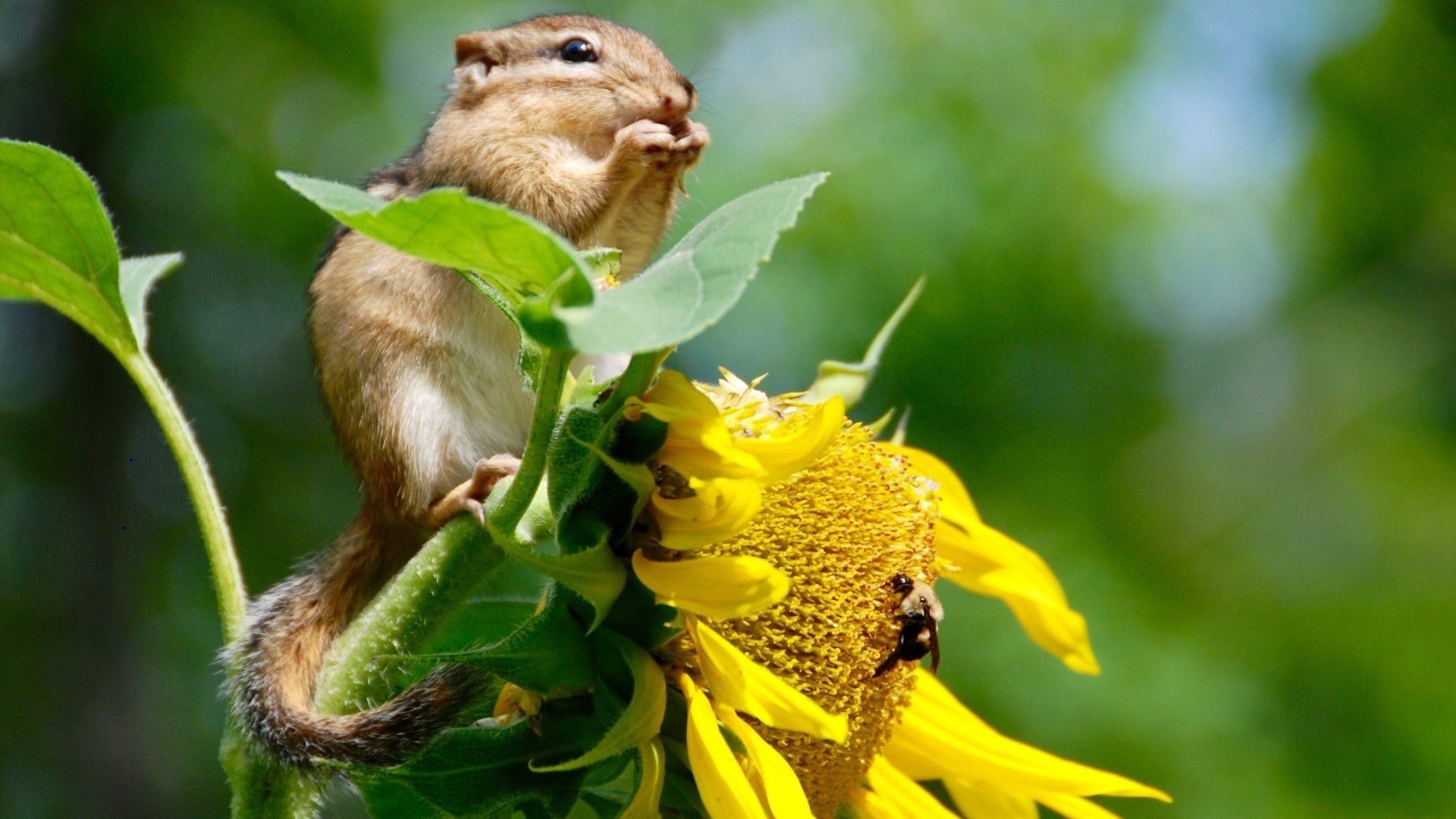 que-es-la-biodiversidad-y-por-que-es-vital-protegerla