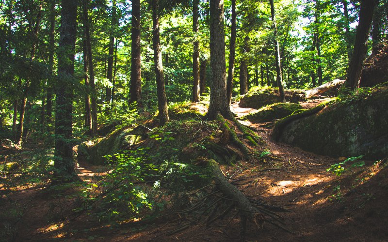 Proyecto CustForest bioeconomía biodiversidad