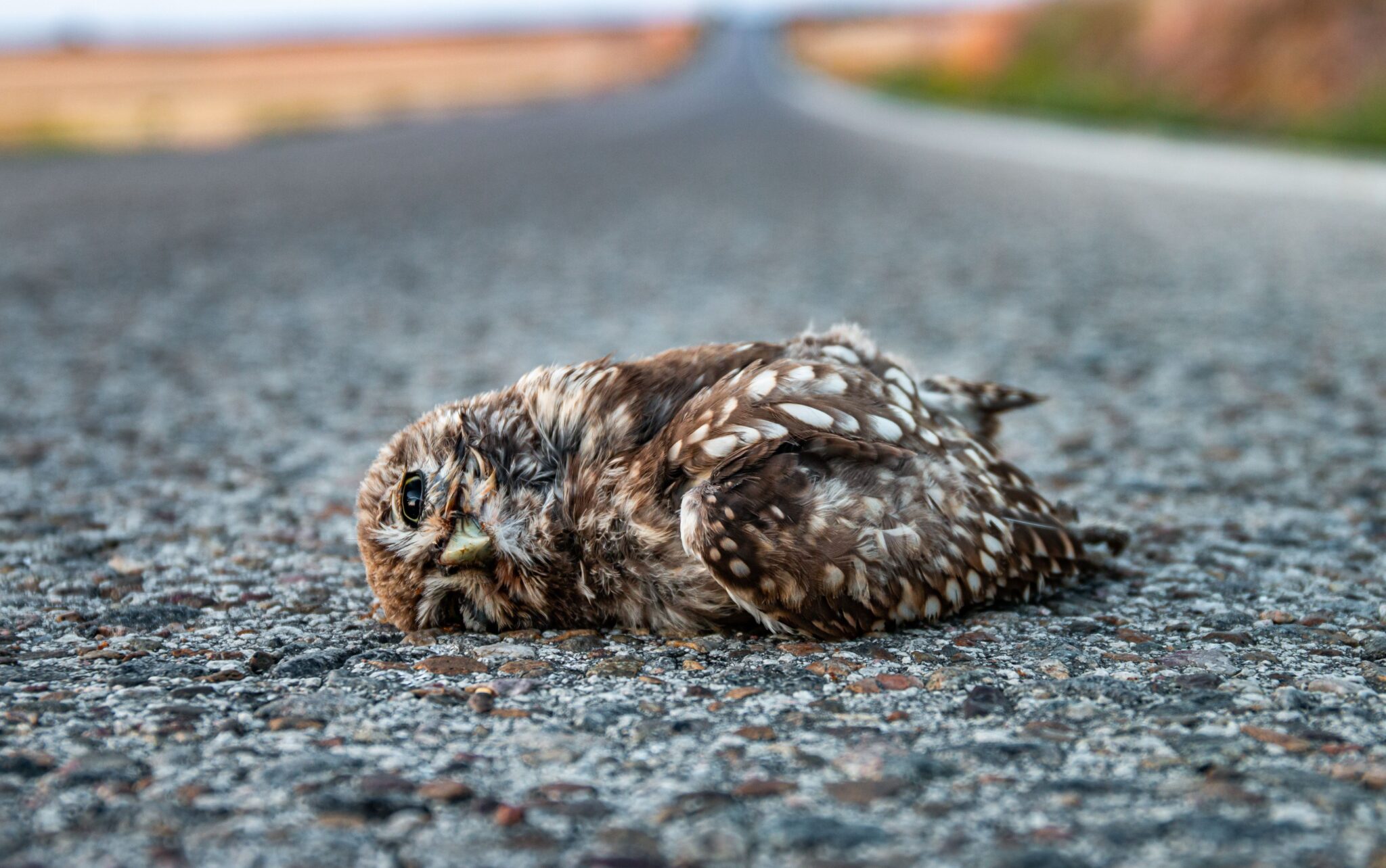 Proyecto SAFE: Stop Atropellos de Fauna Amenazada en España