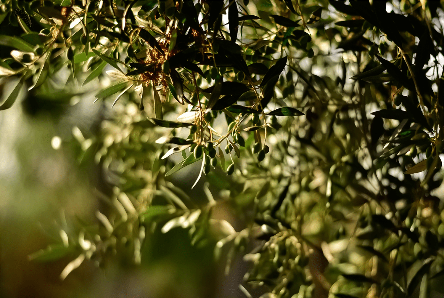 Red Agromatter residuos