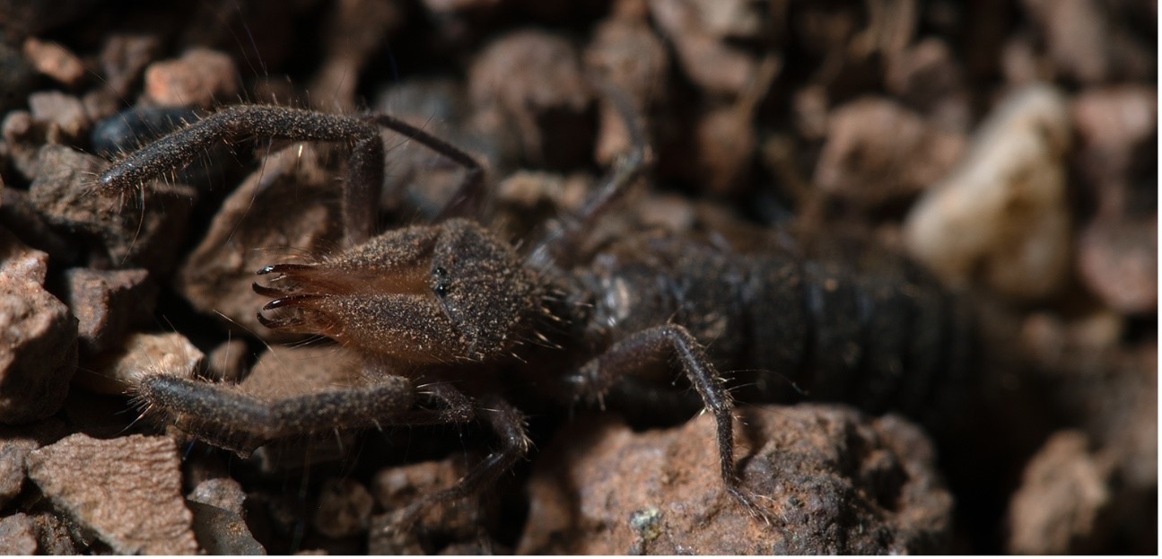 Solífugo araña camello