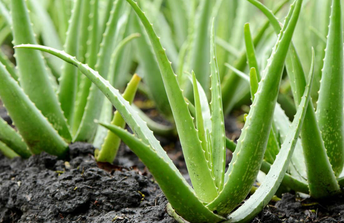 La Vendita Aloe vera