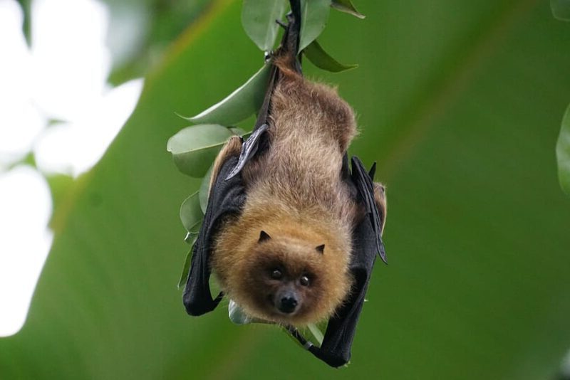 Día de Apreciación de los Murciélagos 2024