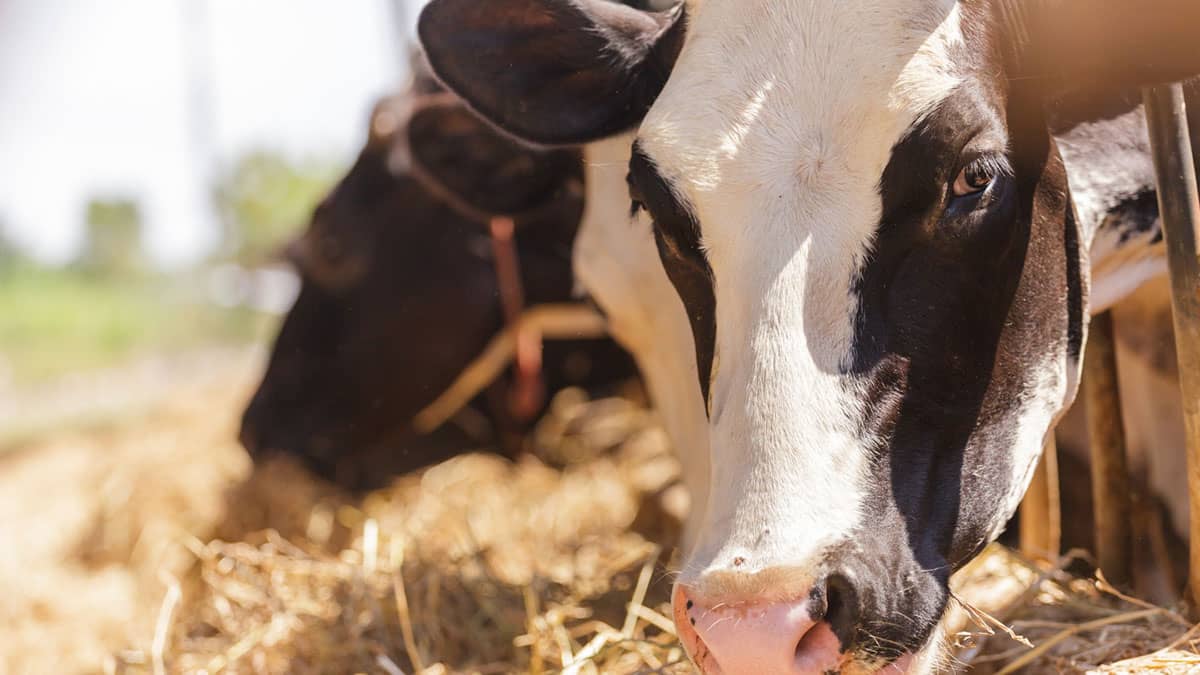 Bienestar animal animales granja