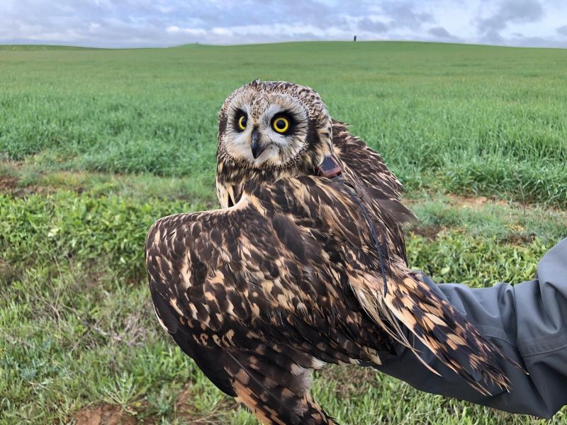 búho campestre SEO/BirdLife
