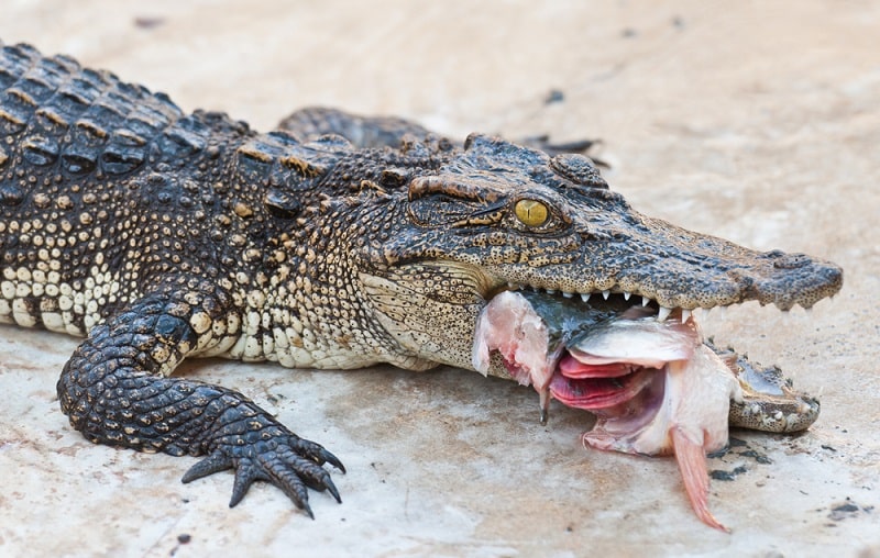 Humedales carroñeros