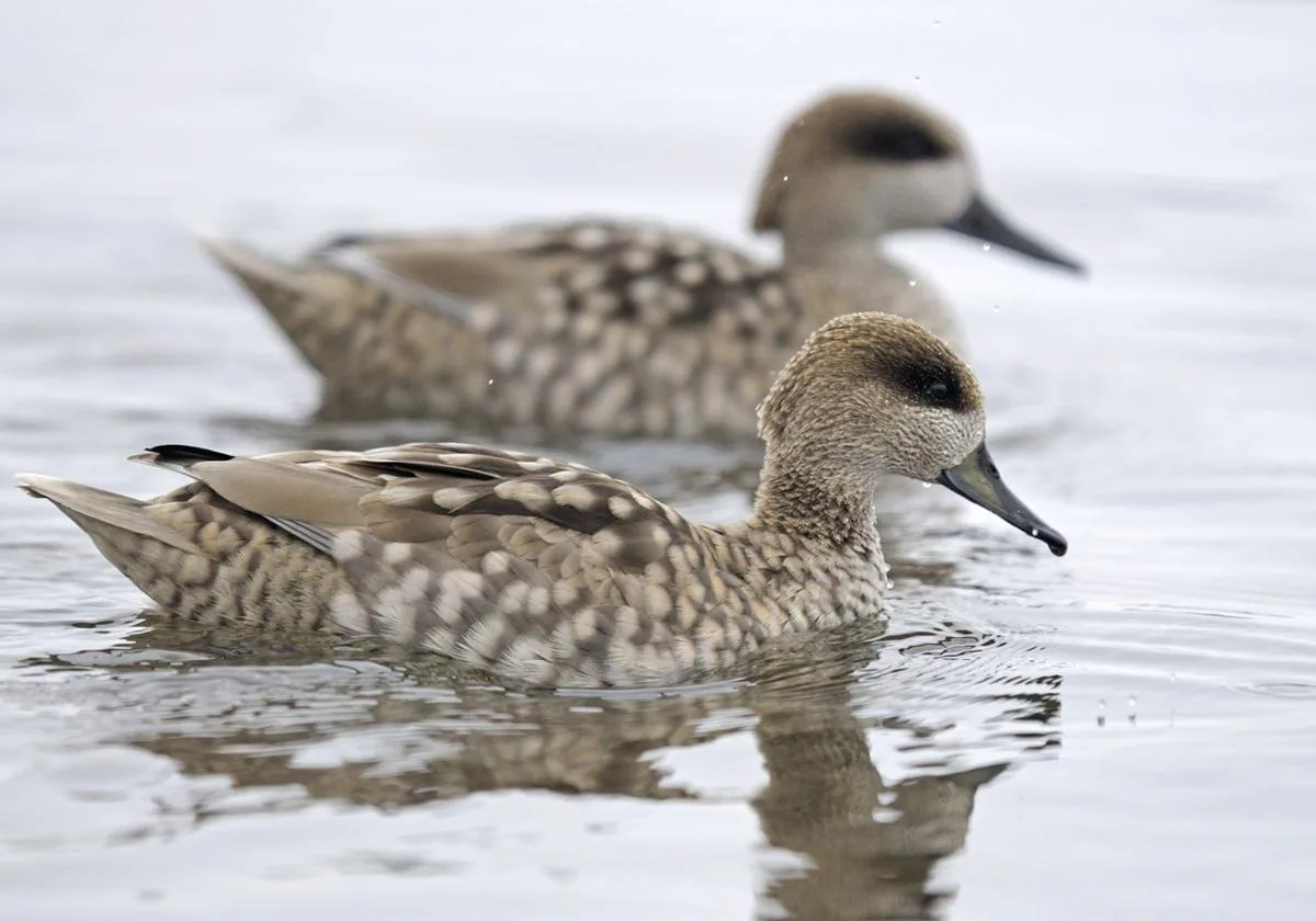 Cerceta pardilla Parque Natural de El Hondo