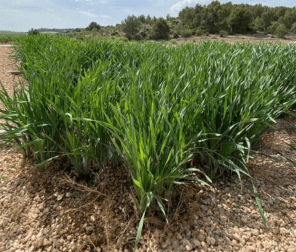 Cantero de Letur humedal