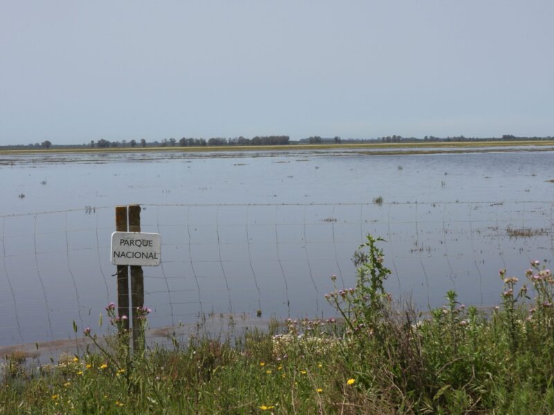 Doñana SEO/BirdLife
