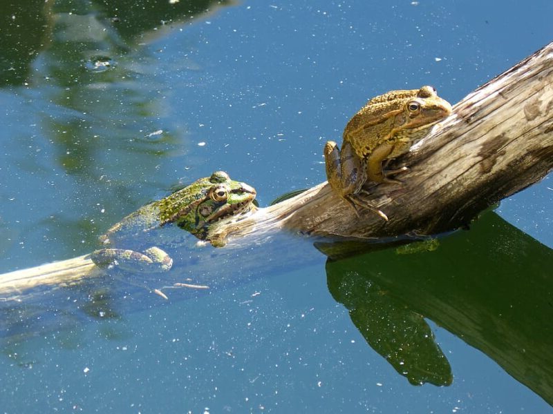 Día Internacional de la Conservación de los Anfibios 2024