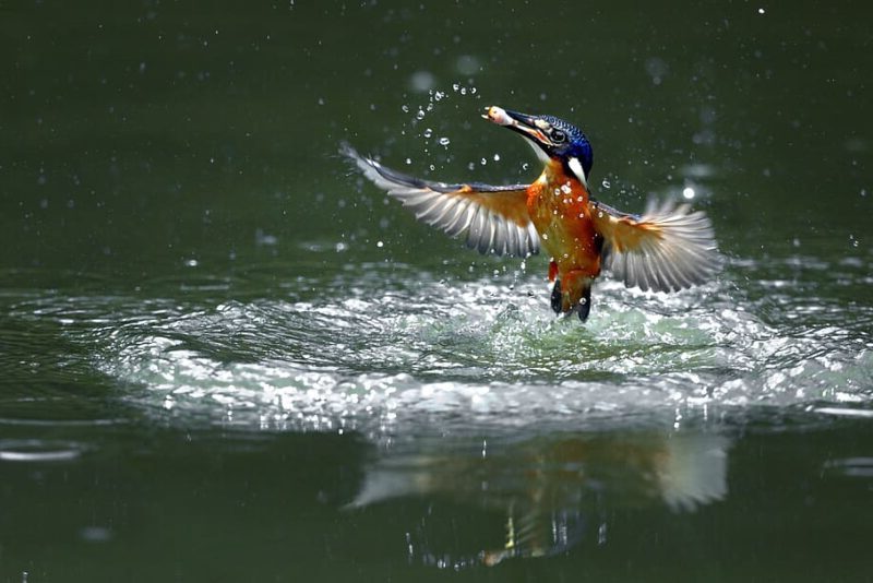 informe de SEO/BirdLife península Ibérica