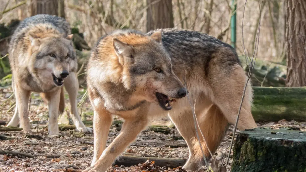 Lobo Comisión Europea