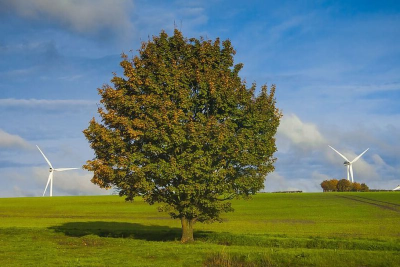 SEO/BirdLife aerogeneradores