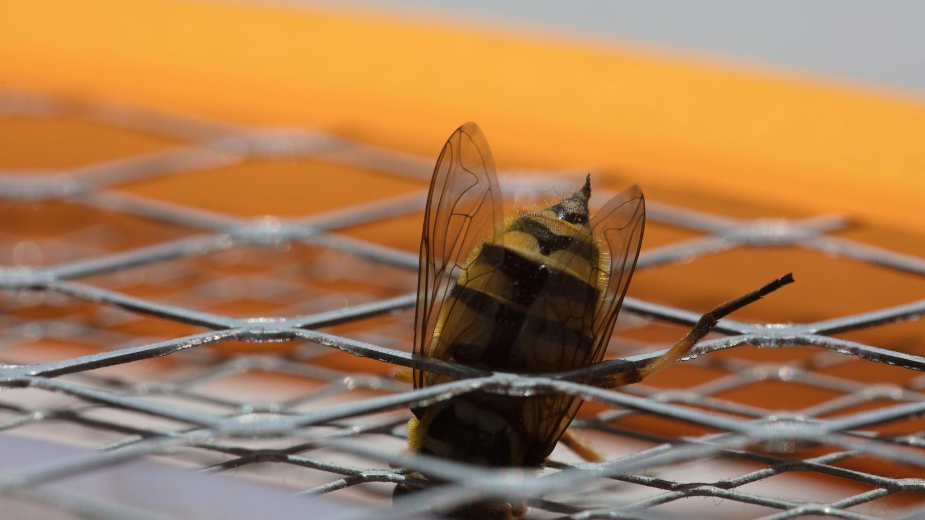 Paneles solares abejas