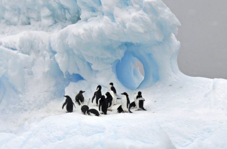 Día Mundial del Pingüino 2024