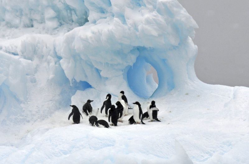 Día Mundial del Pingüino 2024