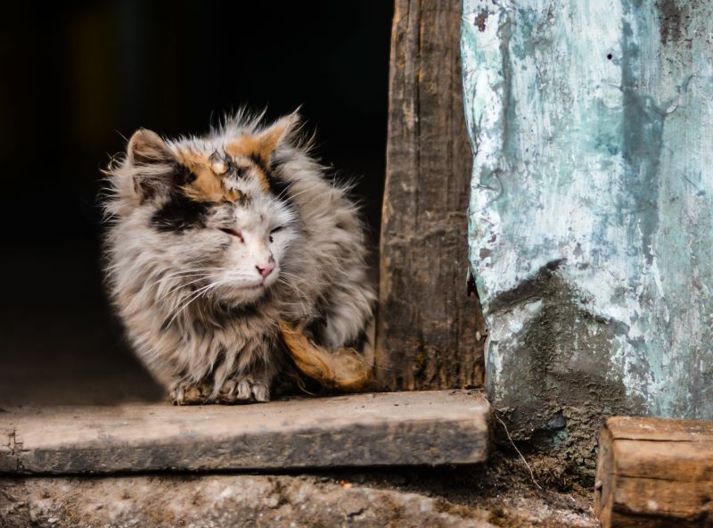 Día Internacional de los Animales Callejeros 2024