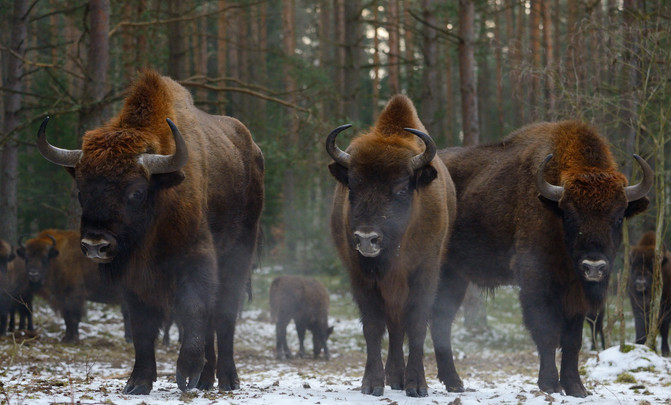 Rewilding renaturalización