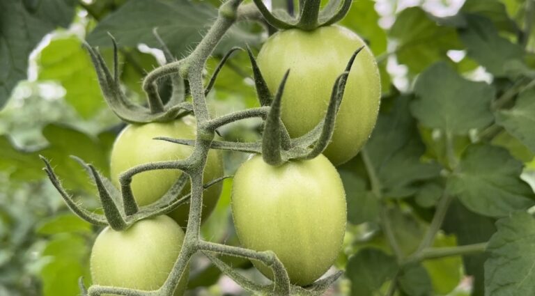 Grupo Operativo Tradytech tomate ecológico
