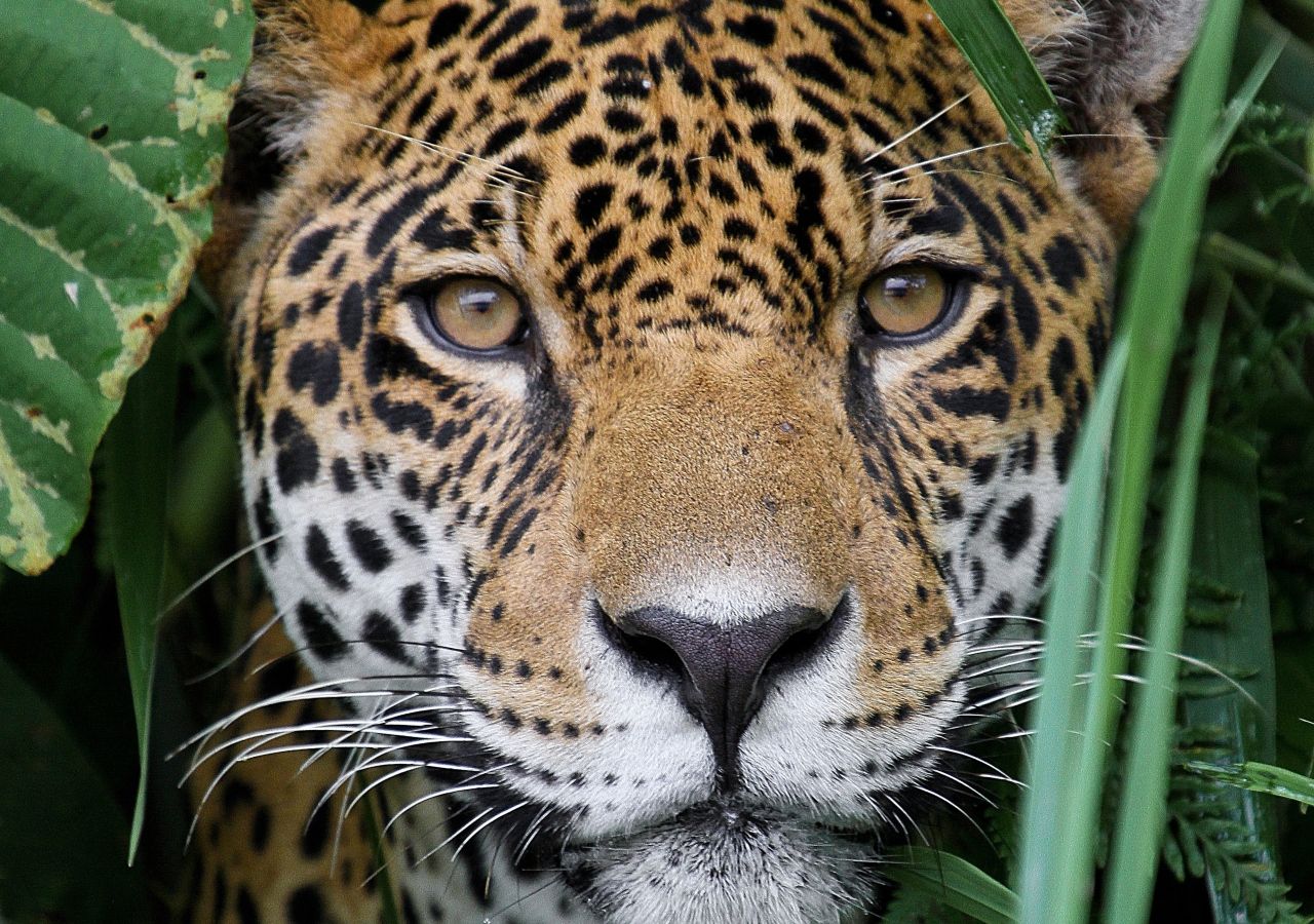 1 millón de especies peligro de extinción biodiversidad