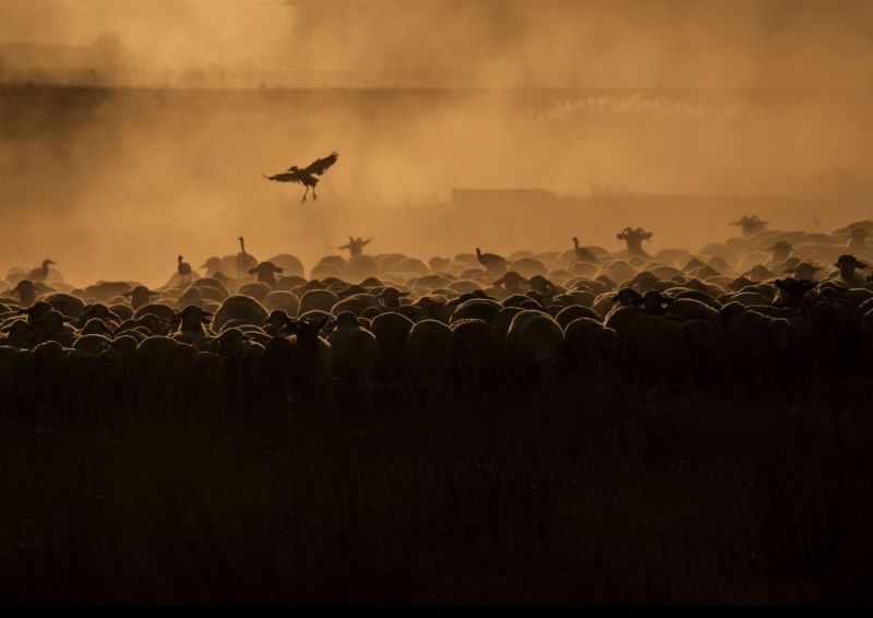 ekomiradas CPAEN/NNPEK