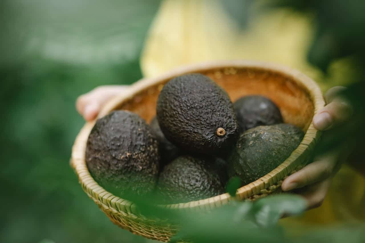Aguacate ecológico beneficios