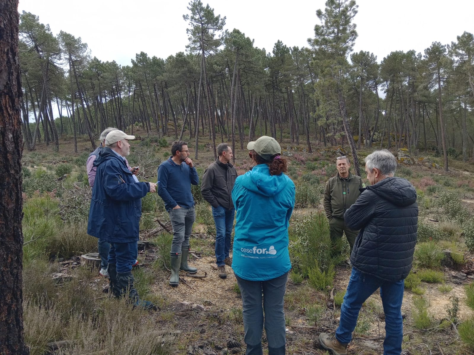 Castilla y León gestión forestal sostenible montes