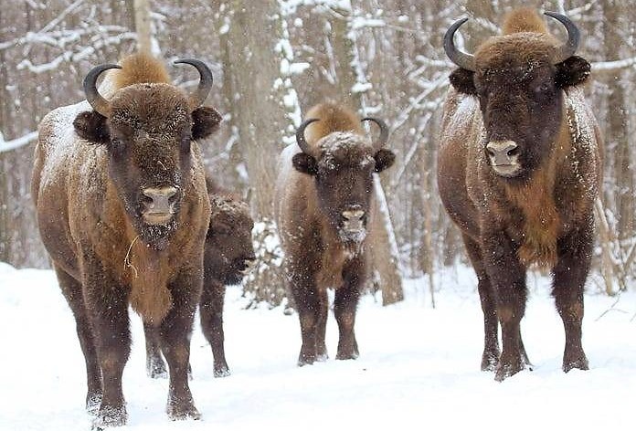 Chernóbil biodiversidad accidente