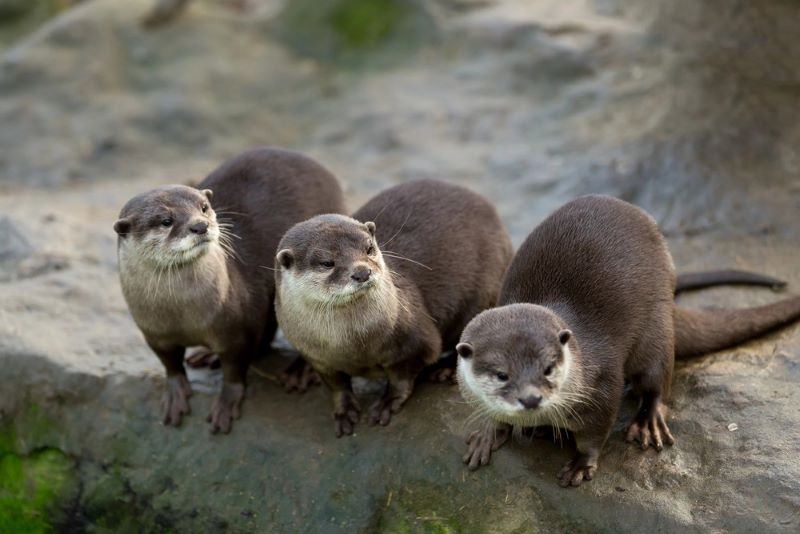 Día Mundial de la Nutria 2024