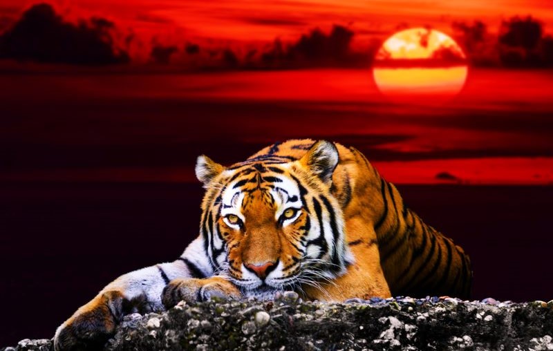 Día Mundial de las Especies en Peligro de Extinción 2024