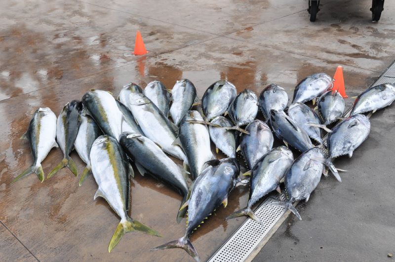 IOTC atún rabil WWF