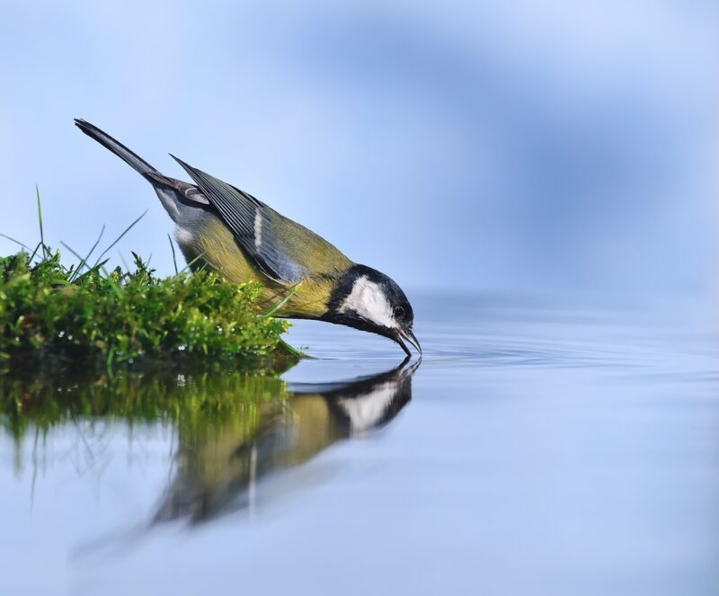 Alianza Verde Día de la Biodiversidad