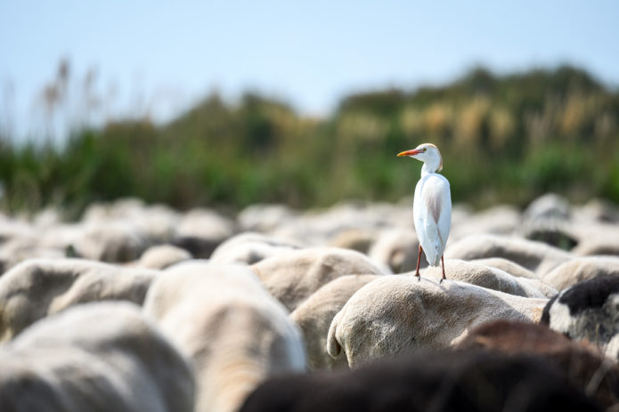 Naturaleza Pastoreada Global Nature pastoreo naturaleza aves