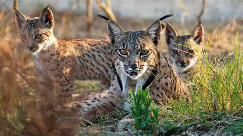 Parque Nacional Doñana ayuntamientos desarrollo sostenible