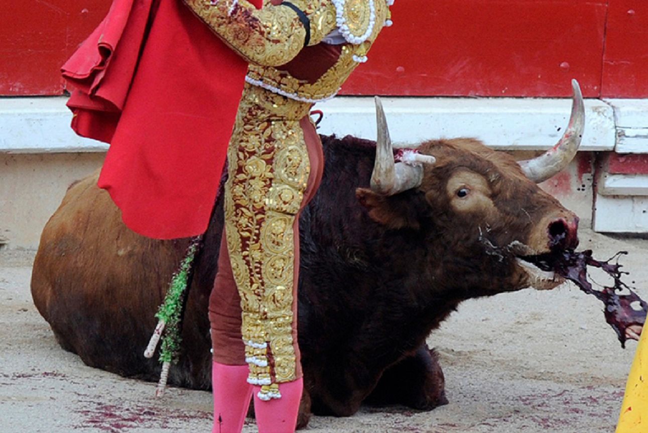 Premio Nacional de Tauromaquia maltrato animal
