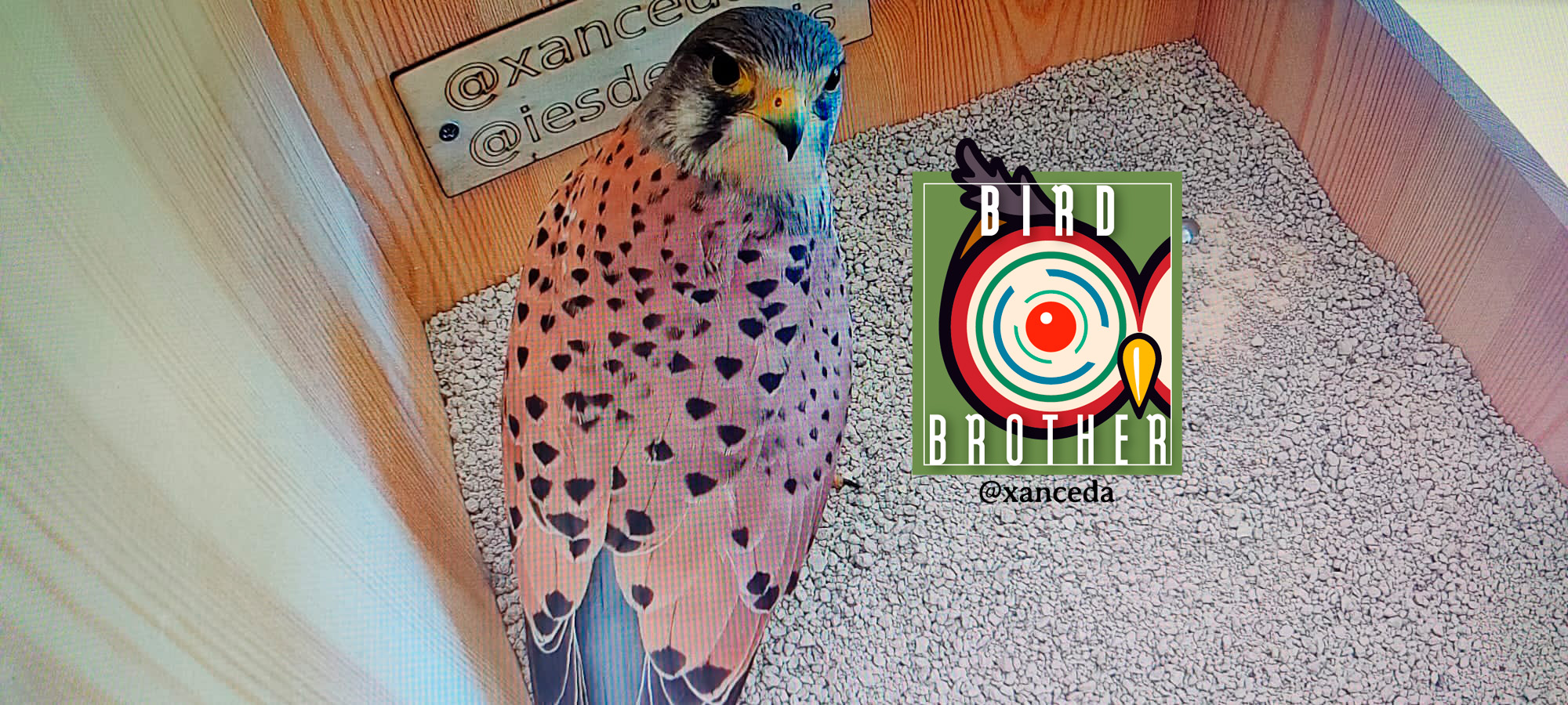 Programa Bird Brother cernícalos