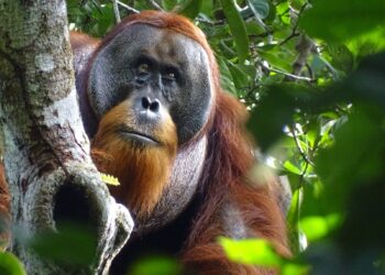 Rakus orangután Sumatra